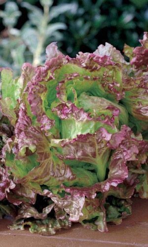 Семена Салат Анапчанин  "Уральский Дачник" б/п