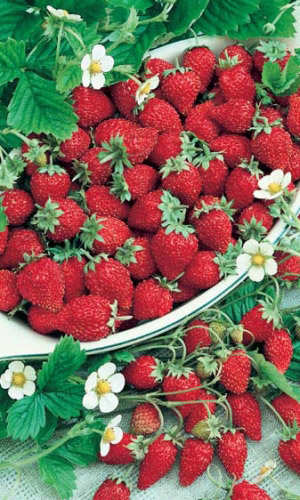 Семена Земляника альпийская Александрина "Уральский Дачник" ц/п