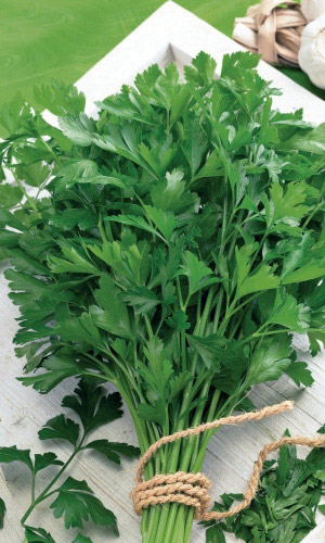 Семена Петрушка листовая Урожайная "Уральский Дачник" ц/п