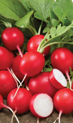 Семена Редис Ризенбуттер (Маслянный Гигант)   И "Уральский Дачник" б/п