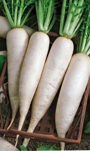 Семена Дайкон Русский Деликатес "Уральский Дачник" б/п