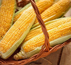 Семена Кукуруза Сахарный Початок "Уральский Дачник" б/п