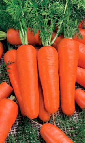 Семена Морковь Марлинка  "Уральский Дачник" б/п