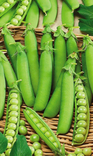 Семена Горох Премиум  "Уральский Дачник" ц/п