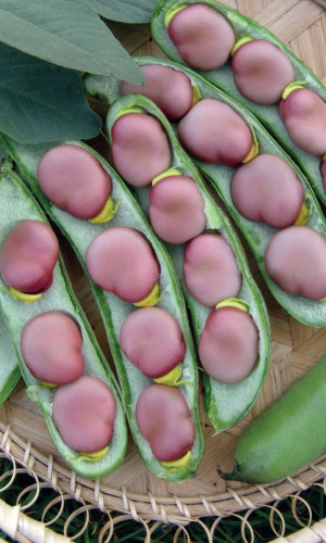 Семена Бобы Русские Черные "Уральский Дачник" ц/п