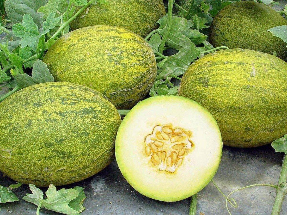 Семена Дыня Оригинальная "Уральский Дачник" ц/п