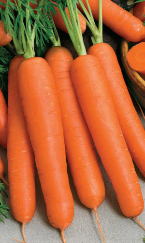 Семена Морковь Алтайская Сахарная "Уральский Дачник" б/п