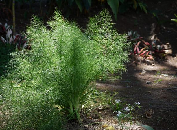 Семена Укроп Мамонт  "Уральский Дачник" б/п