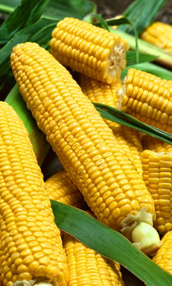 Семена Кукуруза Ранняя лакомка 121 "Уральский Дачник" б/п