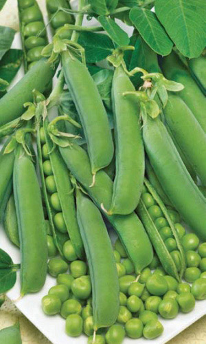 Семена Горох Триумф (малолистный) "Уральский Дачник" б/п