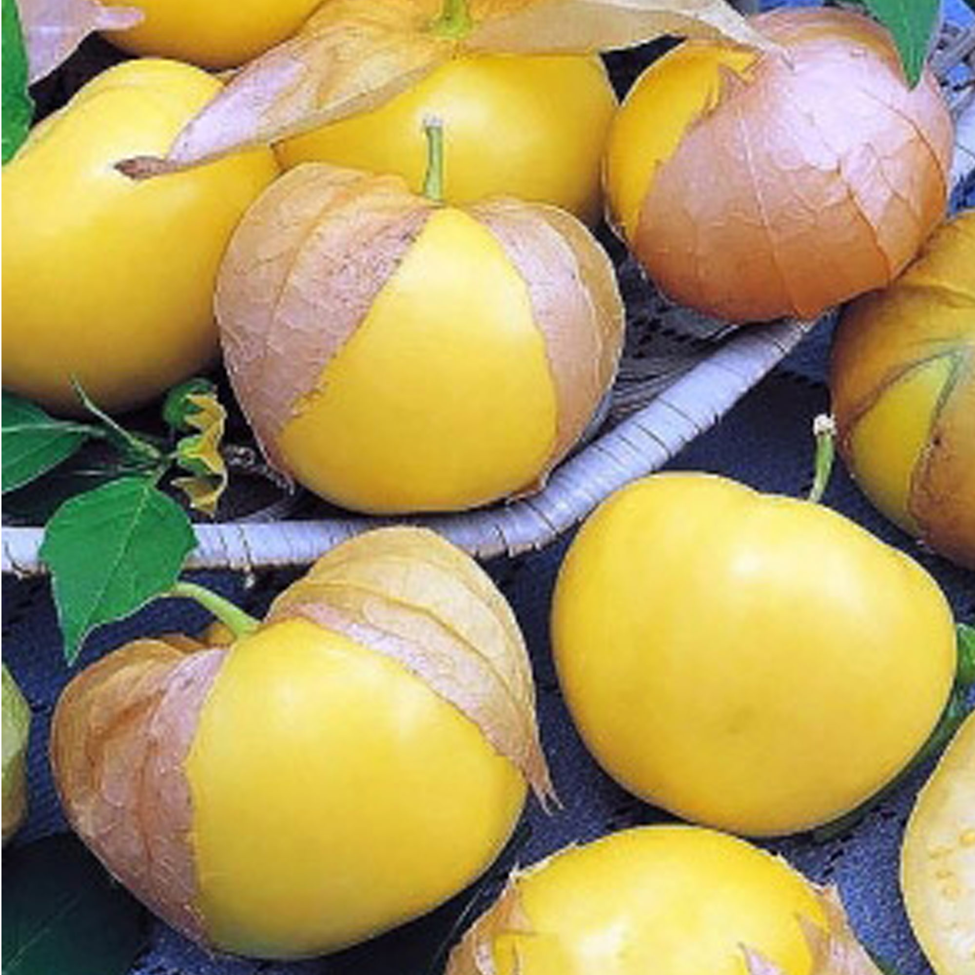 Семна Физалис Королек "Уральский Дачник" ц/п