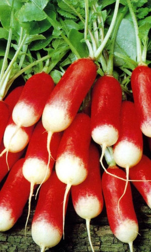 Семена Редис Француский Поцелуй "Уральский Дачник" б/п