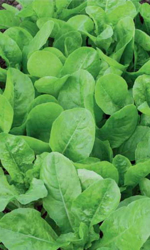 Семена Салат Бутербродный  "Уральский Дачник" б/п