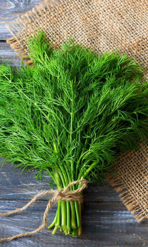 Семена Укроп Геракл "Уральский Дачник" б/п