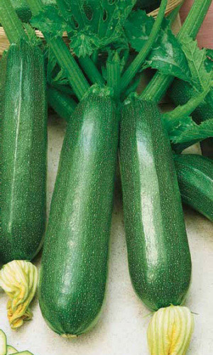 Семена Кабачок цуккини Скворушка (скороспелый) "Уральский Дачник" б/п