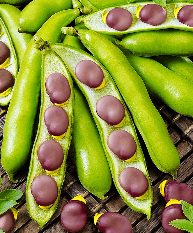 Семена Бобы Русские Черные "Уральский Дачник" б/п 