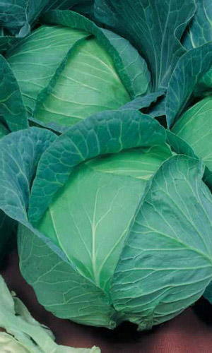 Семена Капуста белокочанная Московская поздняя 15 "Уральский Дачник" ц/п