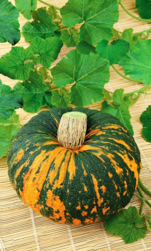 Семена Тыква Зорька - крупноплодная "Уральский Дачник" ц/п