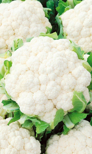 Семена Капуста цветная Русский деликатес®  "Уральский Дачник" ц/п