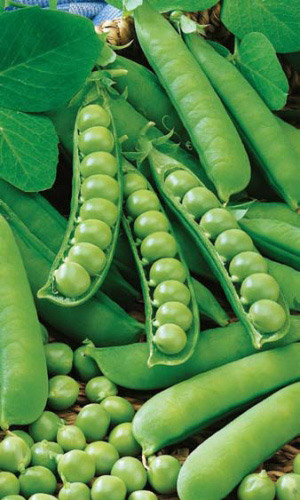 Семена Горох Сахарный 2 "Уральский Дачник" б/п