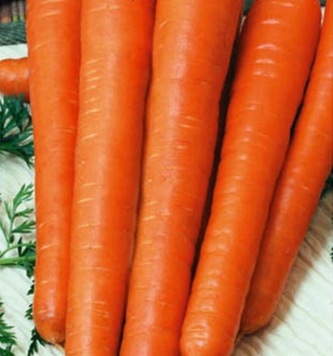 Семена Морковь Рогнеда "Уральский Дачник" б/п