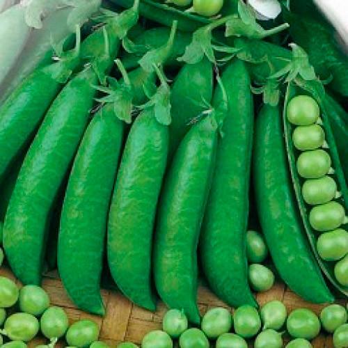 Семена Горох Адагумский "Уральский Дачник" б/п