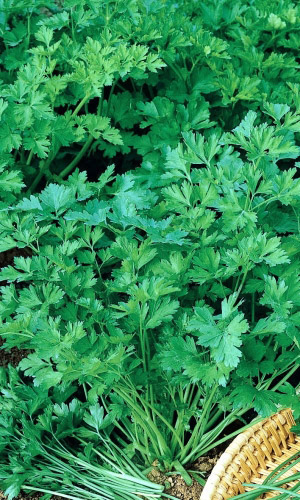 Семена Петрушка листовая Андрюшка "Уральский Дачник" ц/п