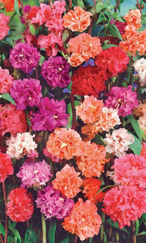 Семена Цветы Кларкия Гирлянда Красная изящная "Уральский Дачник" ц/п