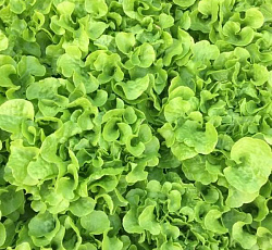 Семена Салат Витаминный "Уральский Дачник" б/п