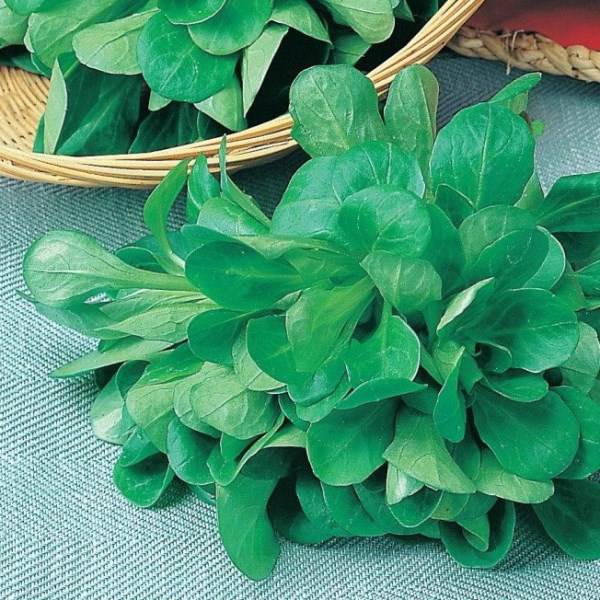 Семена Салат Букет  Р "Уральский Дачник" б/п