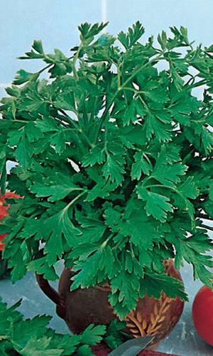 Семена Петрушка листовая Быстроотрастающая "Уральский Дачник" ц/п