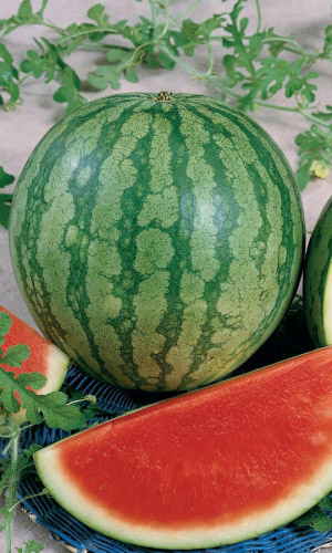 Семена Арбуз Самый Первый "Уральский Дачник" ц/п