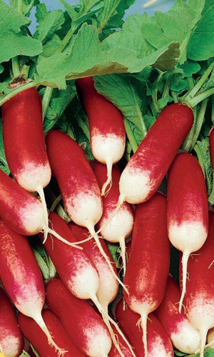 Семена Редис Ария "Уральский Дачник" б/п