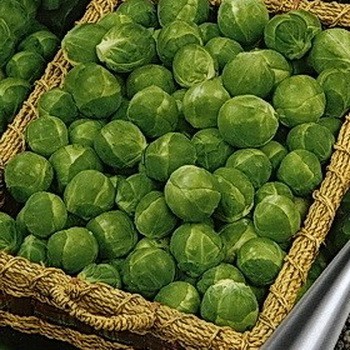 Семена Капуста брюссельская Геркулес "Уральский Дачник" б/п