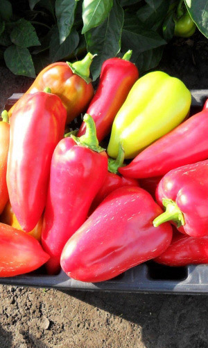 Семена Перец сладкий Подарок Молдовы   "Уральский Дачник" б/п