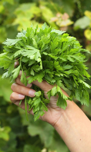 Семена Петрушка Пышная особа - листовая "Уральский Дачник" б/п