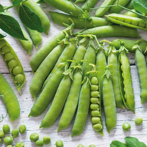 Семена Горох Буян - сахарный Б/Ф "Уральский Дачник" ц/п