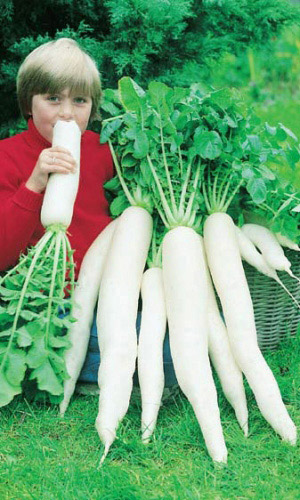 Семена Дайкон Московский Богатырь "Уральский Дачник" ц/п