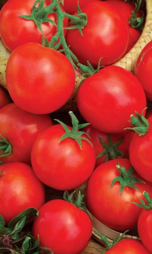 Семена Томат Ранний 83   "Уральский Дачник" б/п