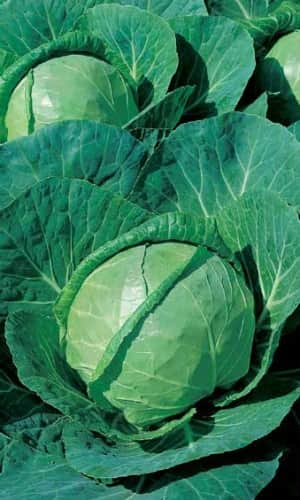 Семена Капуста белокочанная Зимовка 1474 (ЦВ) 0,5гр. "Поиск" ц/п