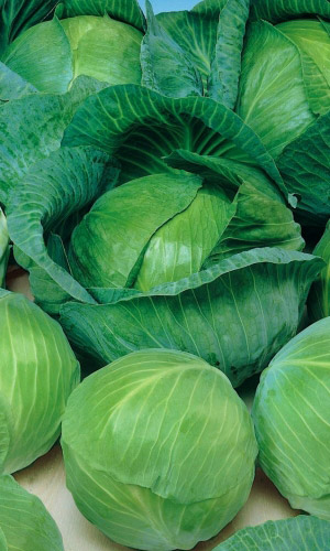 Семена Капуста Престиж Дачника F1 "Уральский Дачник" ц/п