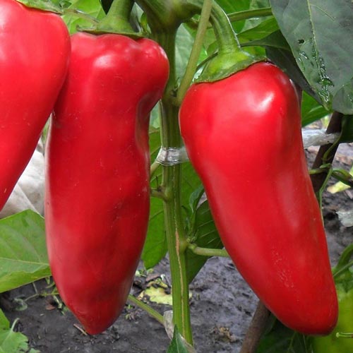 Семена Перец сладкий Сибирский Князь "Уральский Дачник" б/п