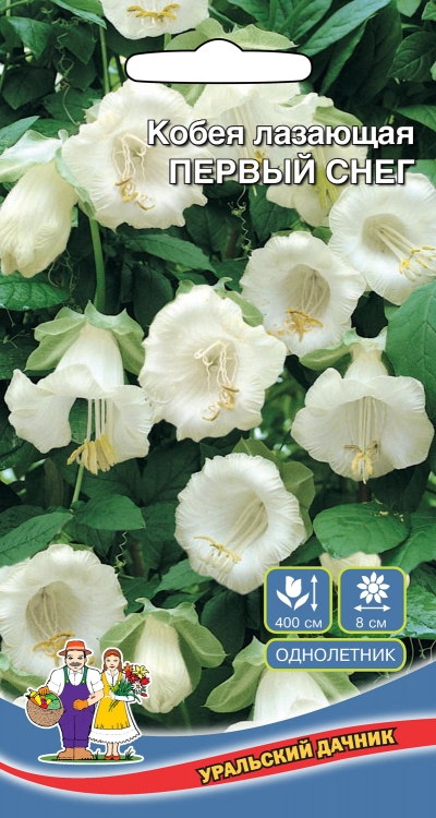 Семена Цветы Кобея лазающая Первый Снег "Уральский Дачник" ц/п