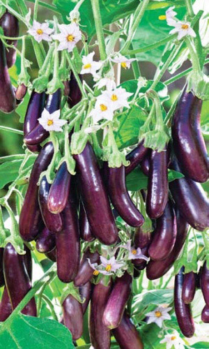 Семена Баклажан Алмазный "Уральский Дачник" б/п