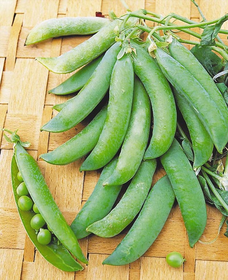 Семена Горох Амброзия "Уральский Дачник" б/п