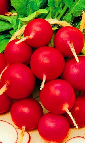 Семена Редис Королева Марго "Уральский Дачник" б/п