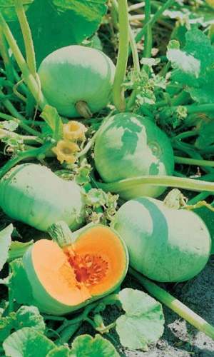 Семена Тыква Волжская Серая  Р 92 "Уральский Дачник" б/п