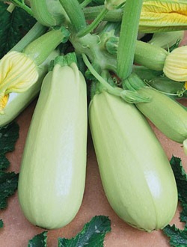 Семена Кабачок Сосновский "Уральский Дачник" б/п