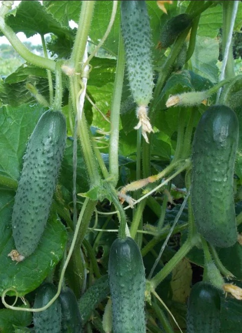 Семена Огурец Кустовой + 50% БЕСПЛАТНО "Уральский Дачник" ц/п