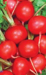 Семена Редис Софит  "Уральский Дачник" б/п